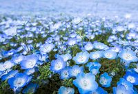 外太空開放的第一株花在這座公園長瘋了!鋪開1萬多平方米花毯 外太空開放的第一株花在這座公園長瘋了!鋪開1萬多平方米花毯