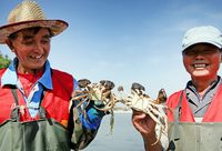 讓市民吃到“歷史故事里的蟹”!黃浦江大閘蟹今開捕,大張旗鼓要“改名” 讓市民吃到“歷史故事里的蟹”!黃浦江大閘蟹今開捕,大張旗鼓要“改名”