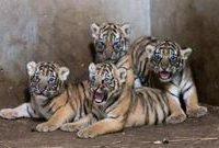 上海市民為動物園“小虎隊”取名結果揭曉!一只叫“安比”,一只叫“云雀”…… 上海市民為動物園“小虎隊”取名結果揭曉!一只叫“安比”,一只叫“云雀”……