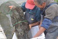 崇明清水蟹今天開捕，市民游客可品嘗地道“清水蟹宴”