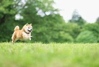 安徽蕪湖為文明養狗放大招：給狗裝芯片，能實現嗎？