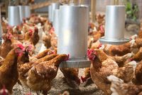 種地、養雞、養魚……上海的這些農民紛紛致富，原來背后有“高人”指點