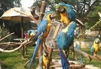 31只金剛鸚鵡在上海動物園幸福生活，原來“動物豐容”是那么專業的一件事