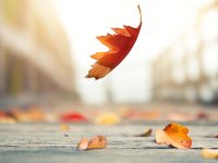 上海29條落葉景觀道路陸續開始保留落葉，看“五彩地毯”為何要再等一兩周？