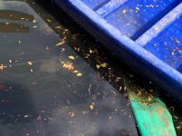 摘掉黑臭“帽子”還不到一年，這條村級河道就變成了“墨水池”！