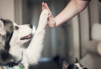 小區養狗矛盾總是無解？社區“法治專員”有辦法，兩年來這些專業律師破解難題無數