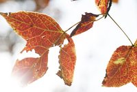 上海34條“彩色地毯”漸入佳境，一起去掃街！還有比落葉更美的風景