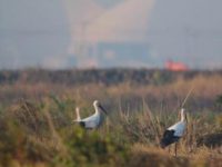 創紀錄！20只東方白鸛齊來上海歇腳，全球不足3000只