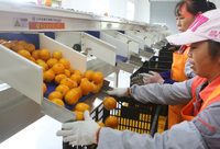 “崇明金沙橘”今起開摘上市，單個3.7元的橘子有多好吃？