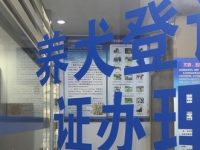 上海一年舉報無證養犬達3160件，如何讓“黑戶犬”合法“入籍”文明飼養？