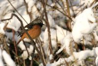 冬日，原來有那么多候鳥到上海來孵太陽找食物