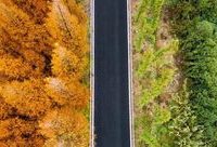 上海一條路上驚現“撞色”水杉!還有哪些賞杉“打卡點”? 上海一條路上驚現“撞色”水杉!還有哪些賞杉“打卡點”?