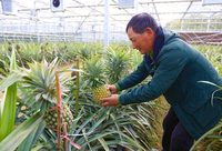 上海崇明地產鳳梨迎來豐收,“甜蜜蜜”的采摘期持續至明年6月 上海崇明地產鳳梨迎來豐收,“甜蜜蜜”的采摘期持續至明年6月