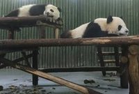 上海動物園大熊貓“星二”明啟程回成都大熊貓繁育基地,僅剩的“雅二”會不會寂寞? 上海動物園大熊貓“星二”明啟程回成都大熊貓繁育基地,僅剩的“雅二”會不會寂寞?