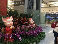 備戰春運上海兩大機場拼命“自助”,還新開了國內機場首家無人商店! 備戰春運上海兩大機場拼命“自助”,還新開了國內機場首家無人商店!