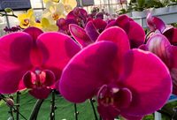 昔日“五違”地塊,“長”出美麗蝴蝶蘭!閔行綠亮花博園開園,蝴蝶蘭比網購還便宜一半 昔日“五違”地塊,“長”出美麗蝴蝶蘭!閔行綠亮花博園開園,蝴蝶蘭比網購還便宜一半