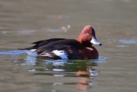 一位“稀客”光顧上海,全球僅存500只,離滅絕僅一步之遙 一位“稀客”光顧上海,全球僅存500只,離滅絕僅一步之遙