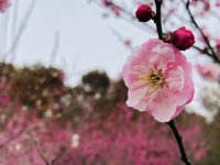 長三角賞梅勝地梅花陸續盛開,錯過梅花盛放美景又得再等一年! 長三角賞梅勝地梅花陸續盛開,錯過梅花盛放美景又得再等一年!