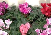 春節盆花挑選指南：專家告訴你，喜慶好看又好養的花兒是它們