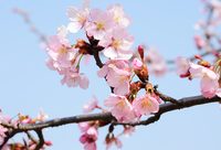 “史上最早”！上海早櫻提前近一個月開花報喜，只因遇上暖冬？