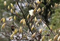 上海市花“醒”了！比常年提早兩周多，刷新了最早開花紀錄？