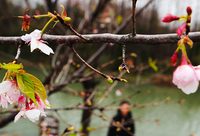 申城春早，顧村公園早櫻綻放