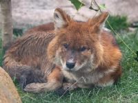 上海動物園鄉土動物區住客們陸續入駐，萌萌的獐寶寶和很仙的丹頂鶴，都是阿拉上海物種