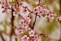 2019上海櫻花節就要來了!大面積櫻花將在3月中下旬集中綻放 2019上海櫻花節就要來了!大面積櫻花將在3月中下旬集中綻放