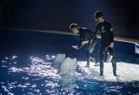 長風海洋世界一對白鯨姐妹花要去冰島生活啦,明天最后兩場謝幕演出等你來 長風海洋世界一對白鯨姐妹花要去冰島生活啦,明天最后兩場謝幕演出等你來