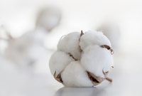 哪樣進口商品讓人大代表直呼，“快改政策，別再讓中間商賺差價了！”