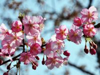 上海“櫻花大道”正盛!分不清桃李梅杏櫻?辨花攻略在此 上海“櫻花大道”正盛!分不清桃李梅杏櫻?辨花攻略在此