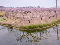 上海桃花節周末開啟，九條賞花線路飽覽春日之美