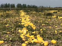 崇明試制金瓜絲凍干產品,市場化后可解決儲藏、運輸難題 崇明試制金瓜絲凍干產品,市場化后可解決儲藏、運輸難題