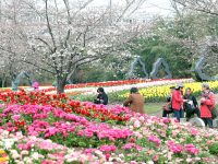 上海（國際）花展周四開幕，6萬株花長著“牡丹臉”“芹菜身”