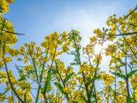 上海閔行區都會路油菜花盛開,還不去自拍打卡? 上海閔行區都會路油菜花盛開,還不去自拍打卡?