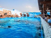 海昌公園優惠票價“歧視”上海本地游客？官方回應：非授權網站違規銷售行為