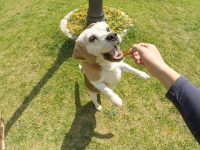 養犬條例施行八年執法過于寬松,上海人大將啟動立法后評估 養犬條例施行八年執法過于寬松,上海人大將啟動立法后評估