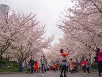170余株染井吉野盛開，申城“最美地鐵口”櫻花報春