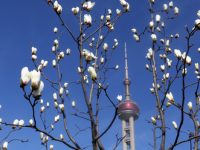 陽光回歸,玉蘭綻放,申城有望下周入春 陽光回歸,玉蘭綻放,申城有望下周入春