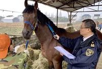 澳大利亞純血寶馬批量交付中國買主，運輸成本一匹10萬