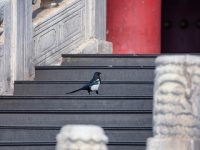 巴黎圣母院大火后，故宮頤和園等重點古建筑群如何防火？