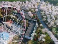 2019上海櫻花節落幕，共接待游客165萬人次