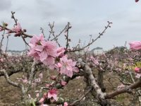 踏青好時節，上海有一座“一生一世”的千年古鎮，桃花美出了天際