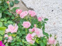 世園會上海展區揭秘，9大特色展示園簇擁一座“云巢”