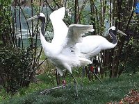 國內首創！上海動物園推出“鄉土動物”展區，主打“沉浸式”體驗