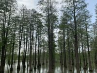 上海人喜歡到顧村公園看櫻花軋鬧猛，還有那么多郊野公園為啥人氣不旺？