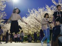 白天賞櫻花的人太多,你知道上海的“夜櫻”有多美? 白天賞櫻花的人太多,你知道上海的“夜櫻”有多美?