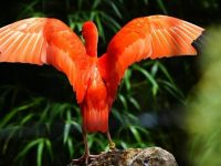 上海動物園一大波“珍鹮”來了,還沒成年的它們正在越變越“紅” 上海動物園一大波“珍鹮”來了,還沒成年的它們正在越變越“紅”