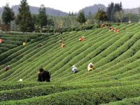 1700公里以外的鋅硒茶來上海奉賢找“伯樂” 1700公里以外的鋅硒茶來上海奉賢找“伯樂”