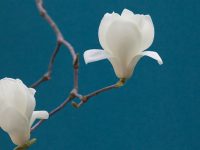 上海市花白玉蘭新品種獲自主知識產權！將建主題大道和公園